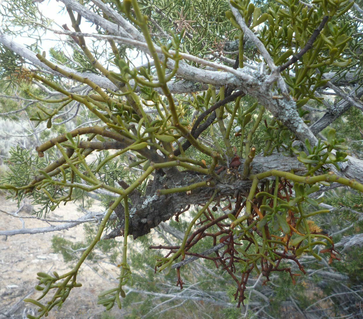 High Resolution Phoradendron juniperinum Plant